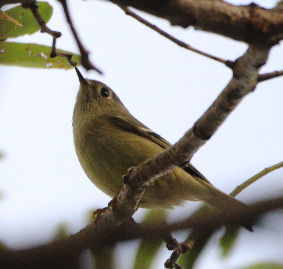 Ruby-crowned Kinglet - ML624554069