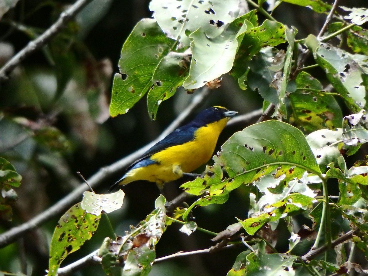 Thick-billed Euphonia - ML624554125