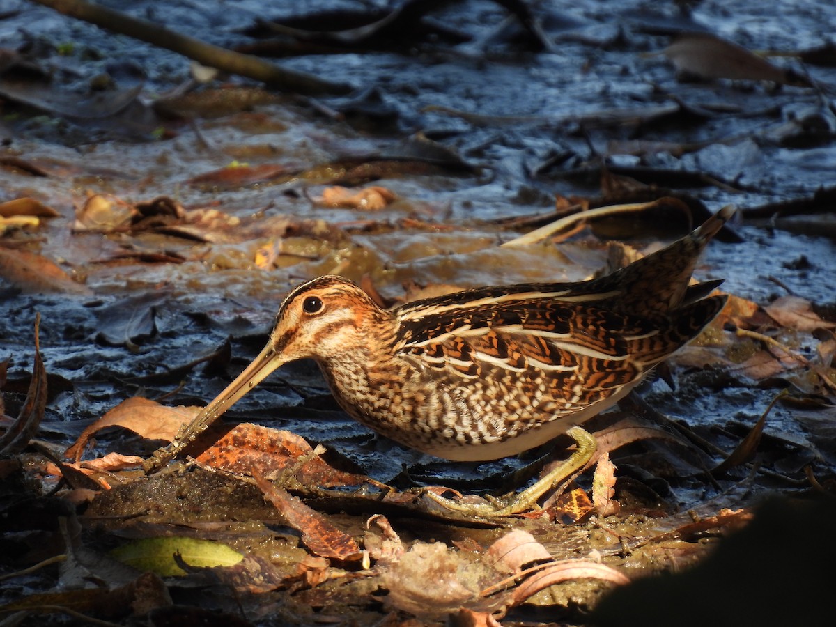 Wilson's Snipe - ML624554128