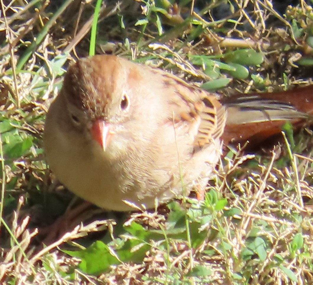 Field Sparrow - ML624554130