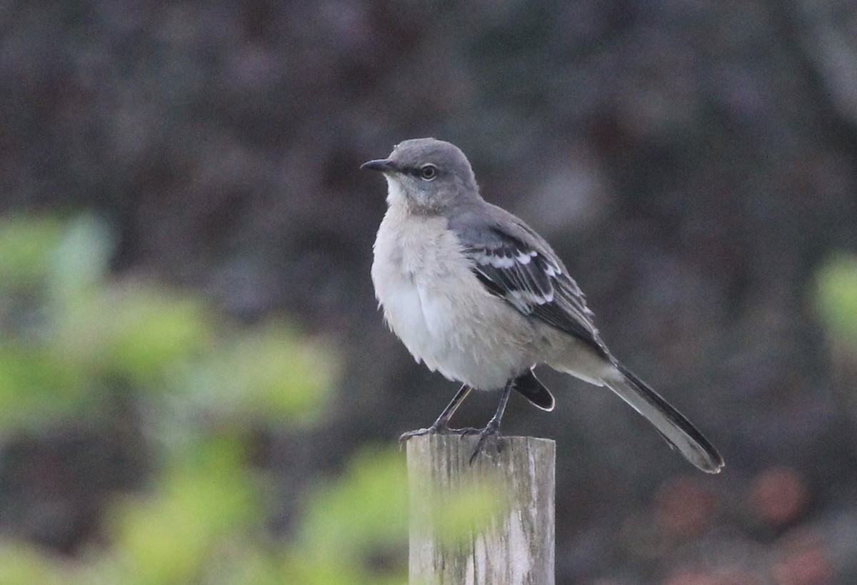 Northern Mockingbird - ML624554131