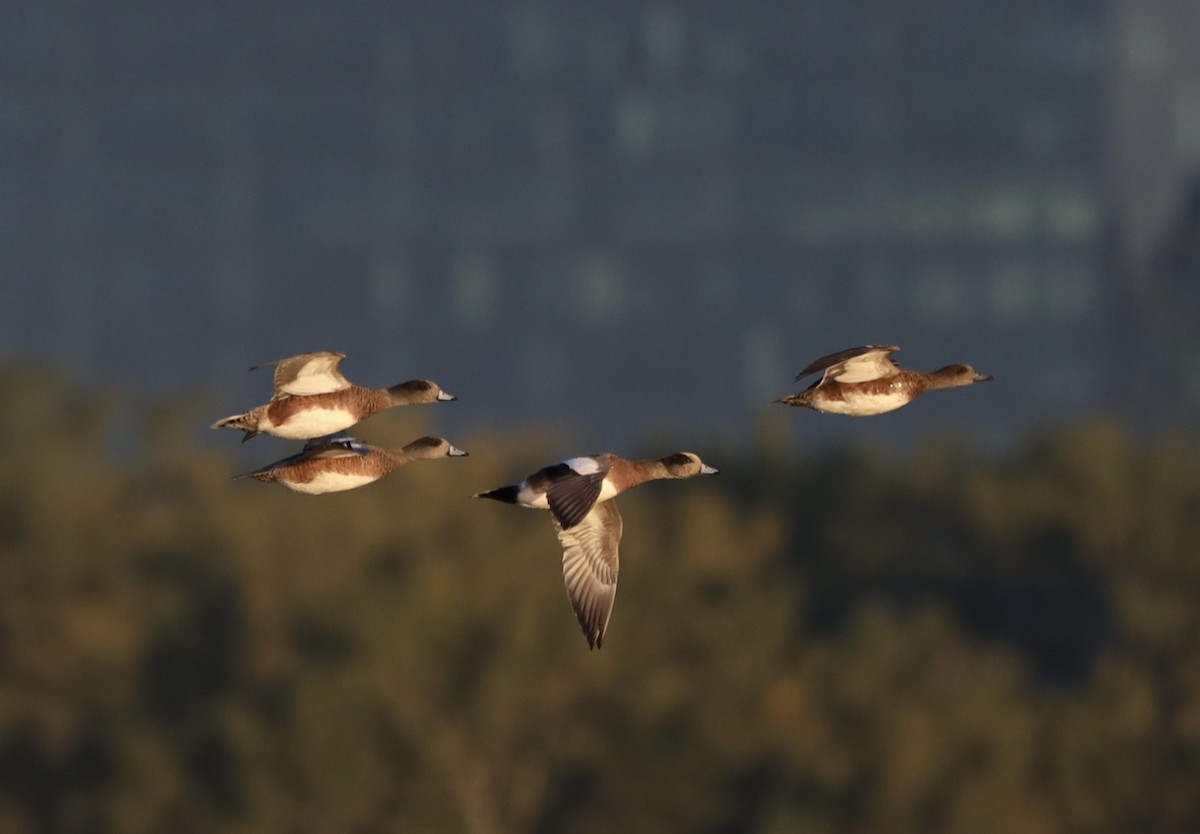 American Wigeon - ML624554132