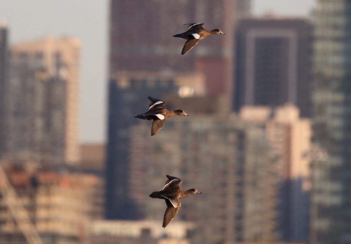 American Wigeon - ML624554133