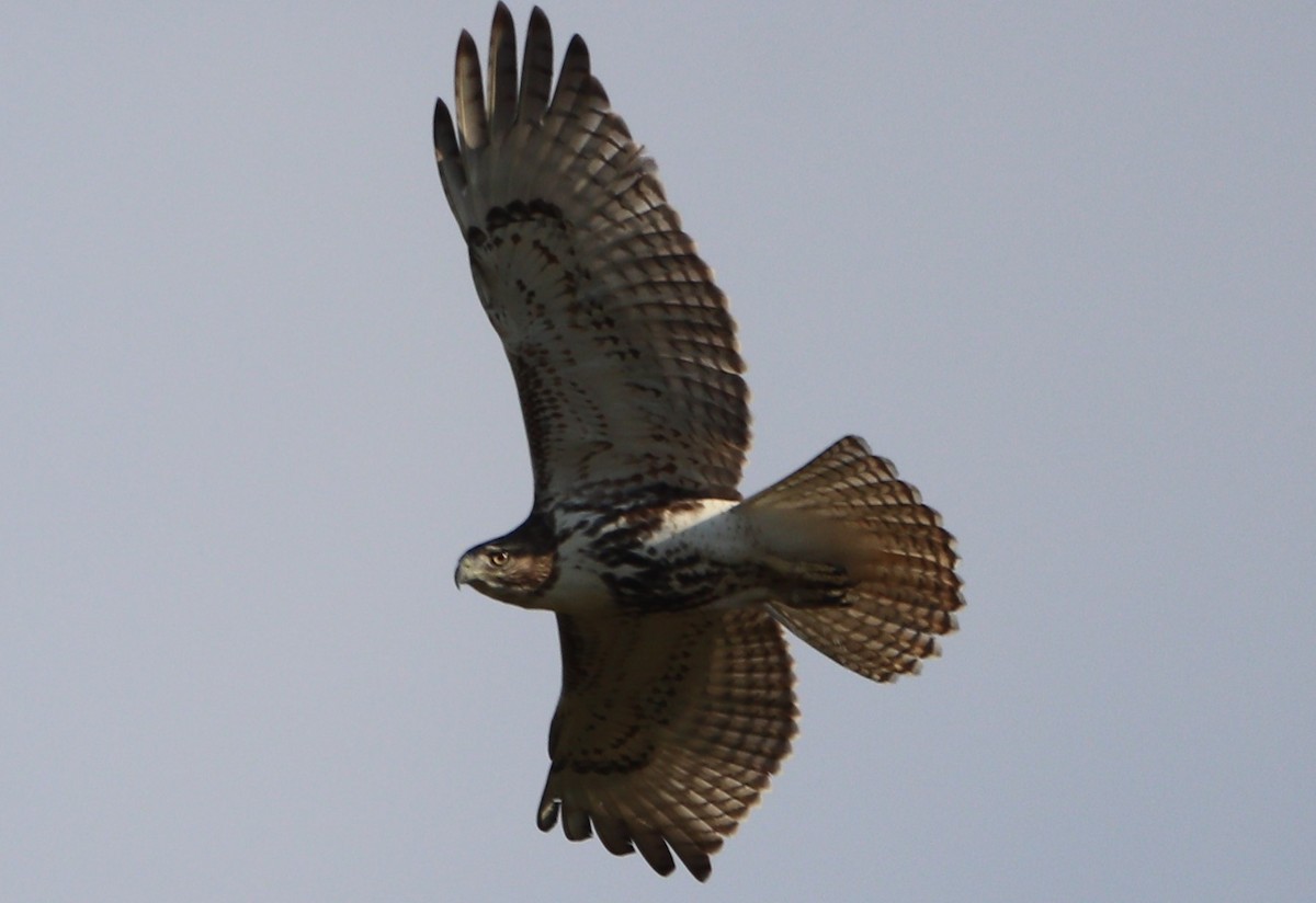 Red-tailed Hawk - ML624554135