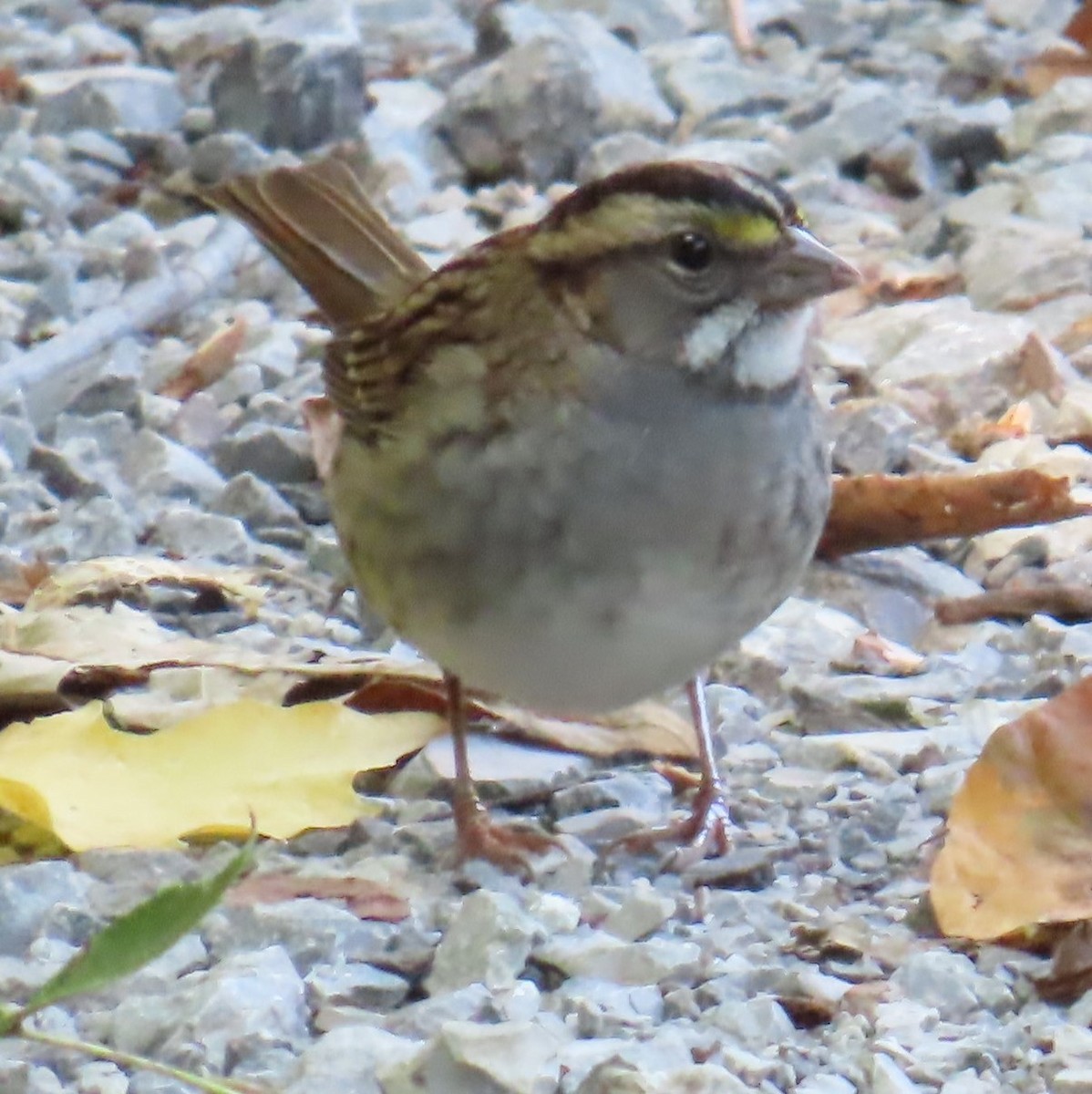 White-throated Sparrow - ML624554138