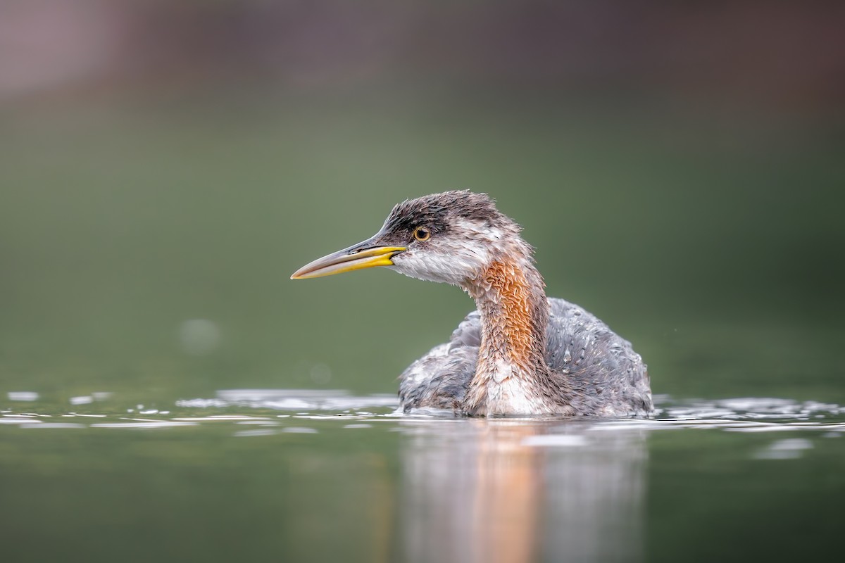 Red-necked Grebe - ML624554139