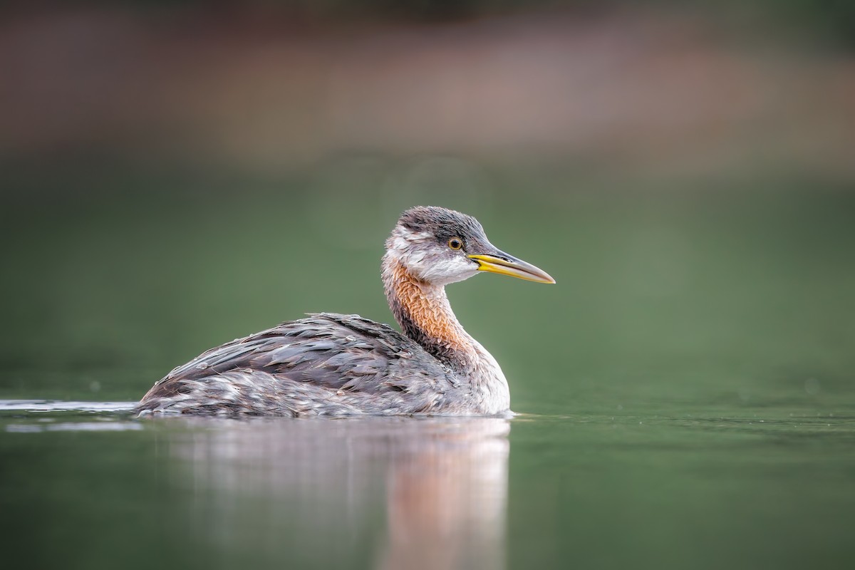 Red-necked Grebe - ML624554140