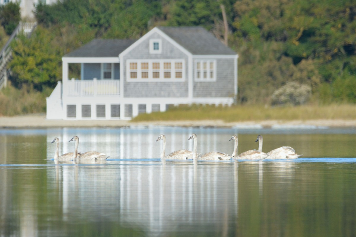 Mute Swan - ML624554141