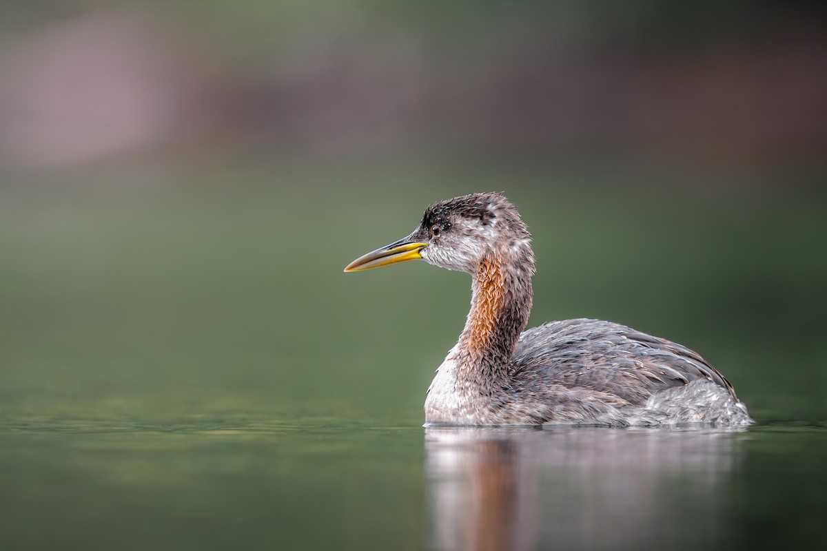 Red-necked Grebe - ML624554142