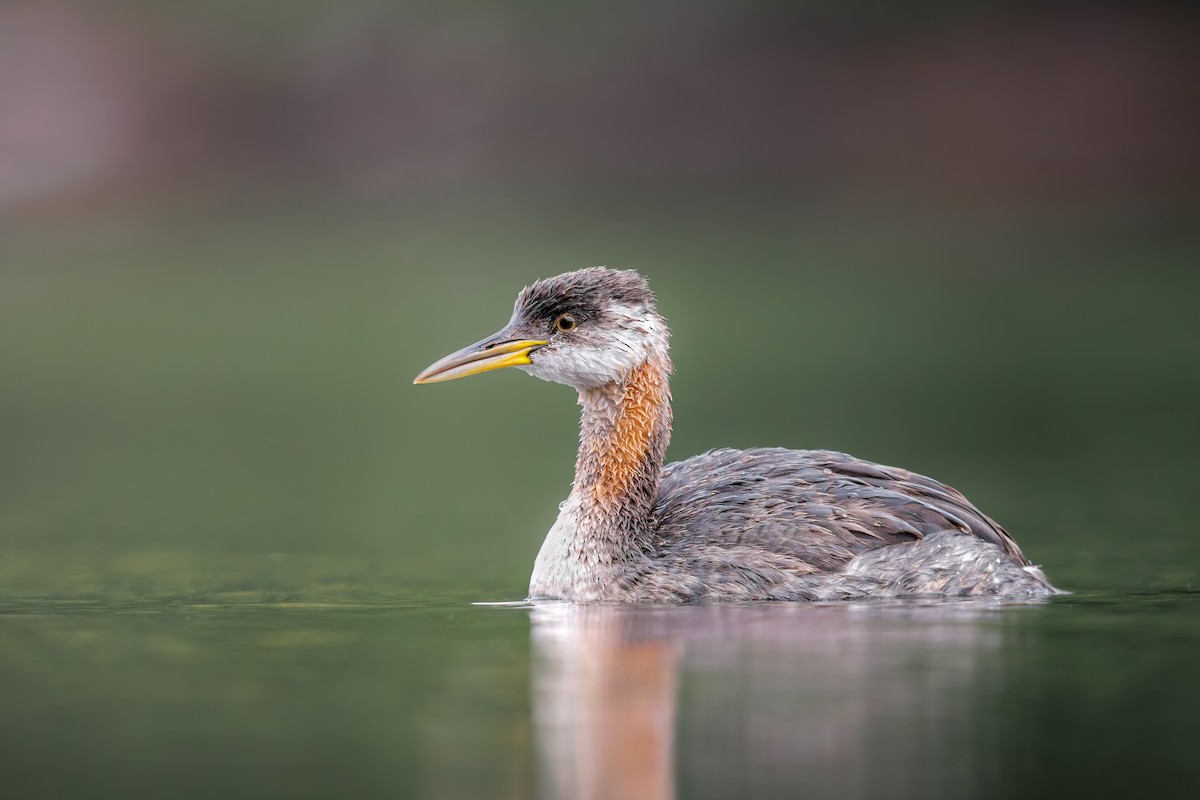 Red-necked Grebe - ML624554143