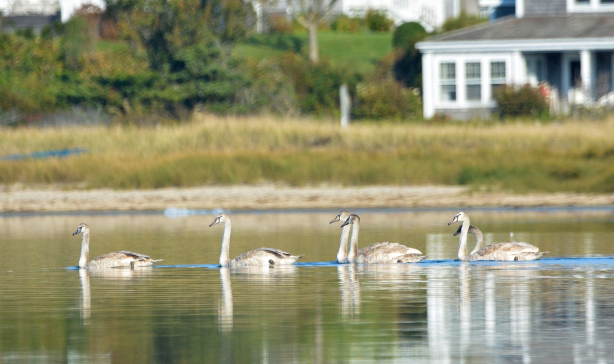 Mute Swan - ML624554144