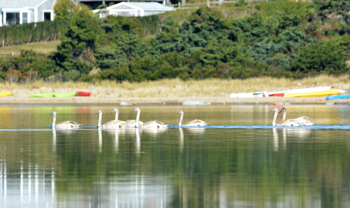 Mute Swan - ML624554145