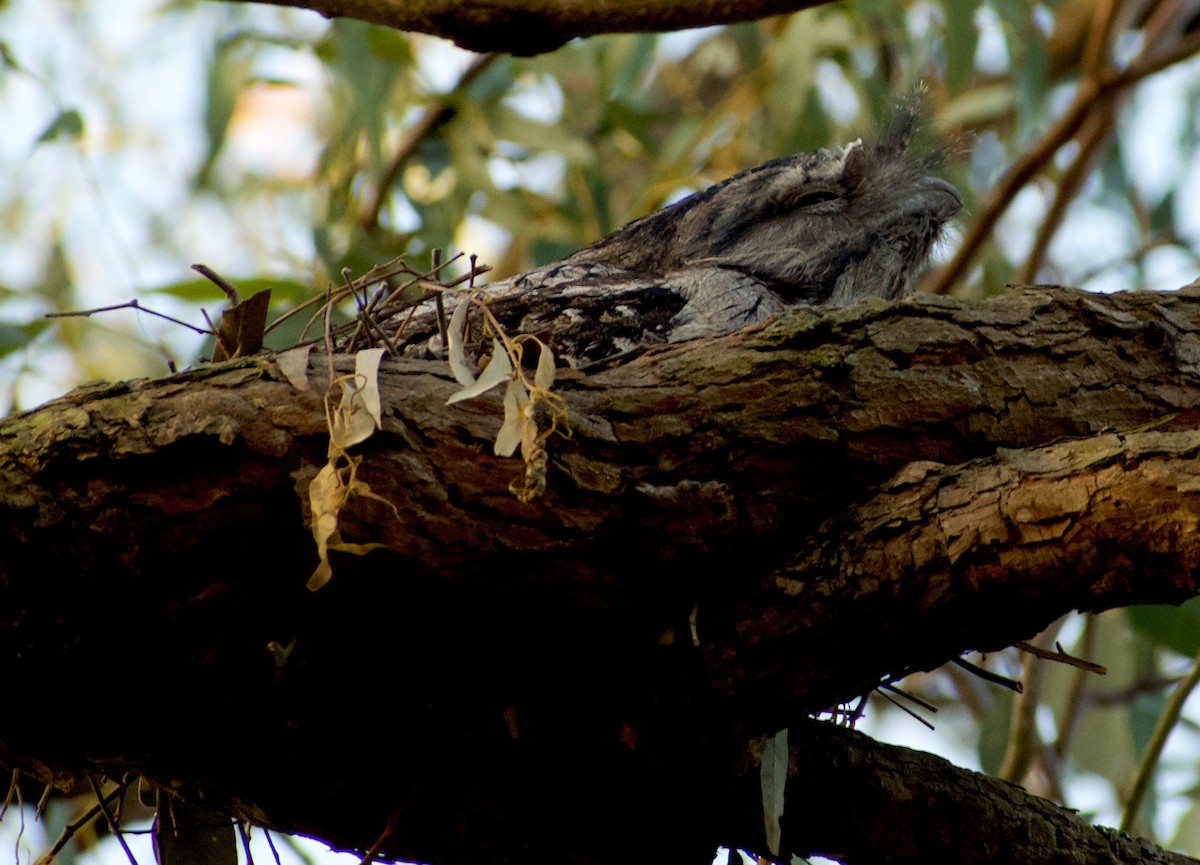 Tawny Frogmouth - ML624554146