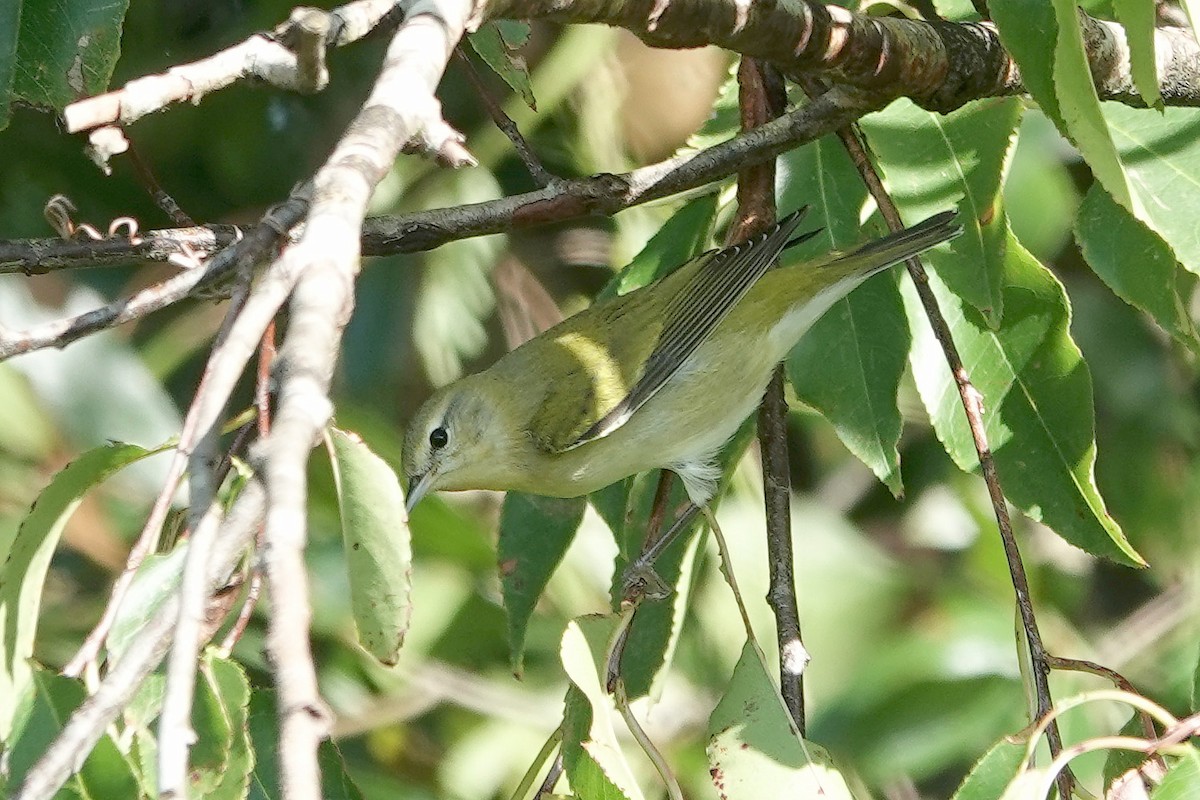 Tennessee Warbler - Jane Mann