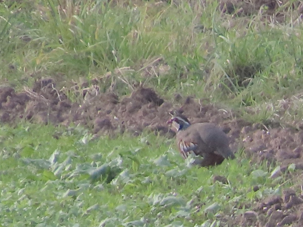 Red-legged Partridge - ML624554149