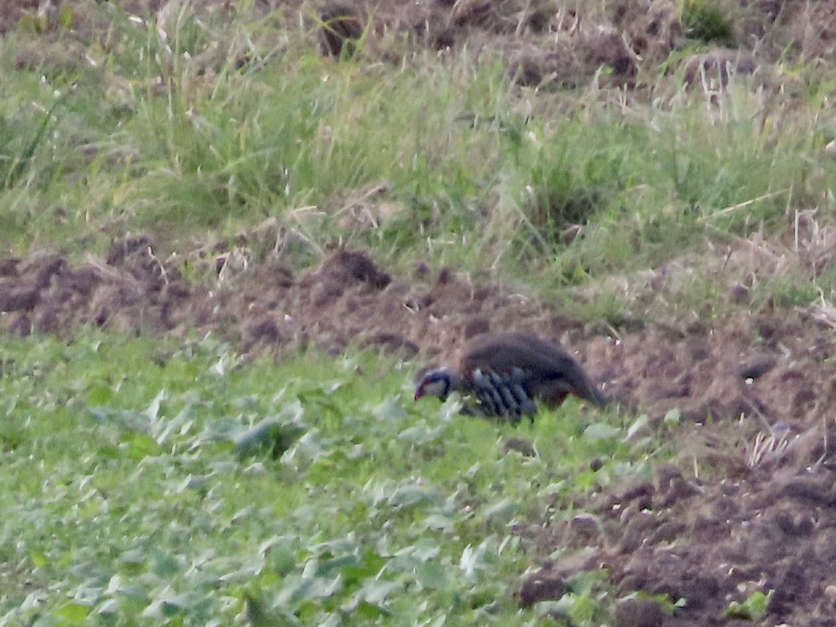 Red-legged Partridge - ML624554150