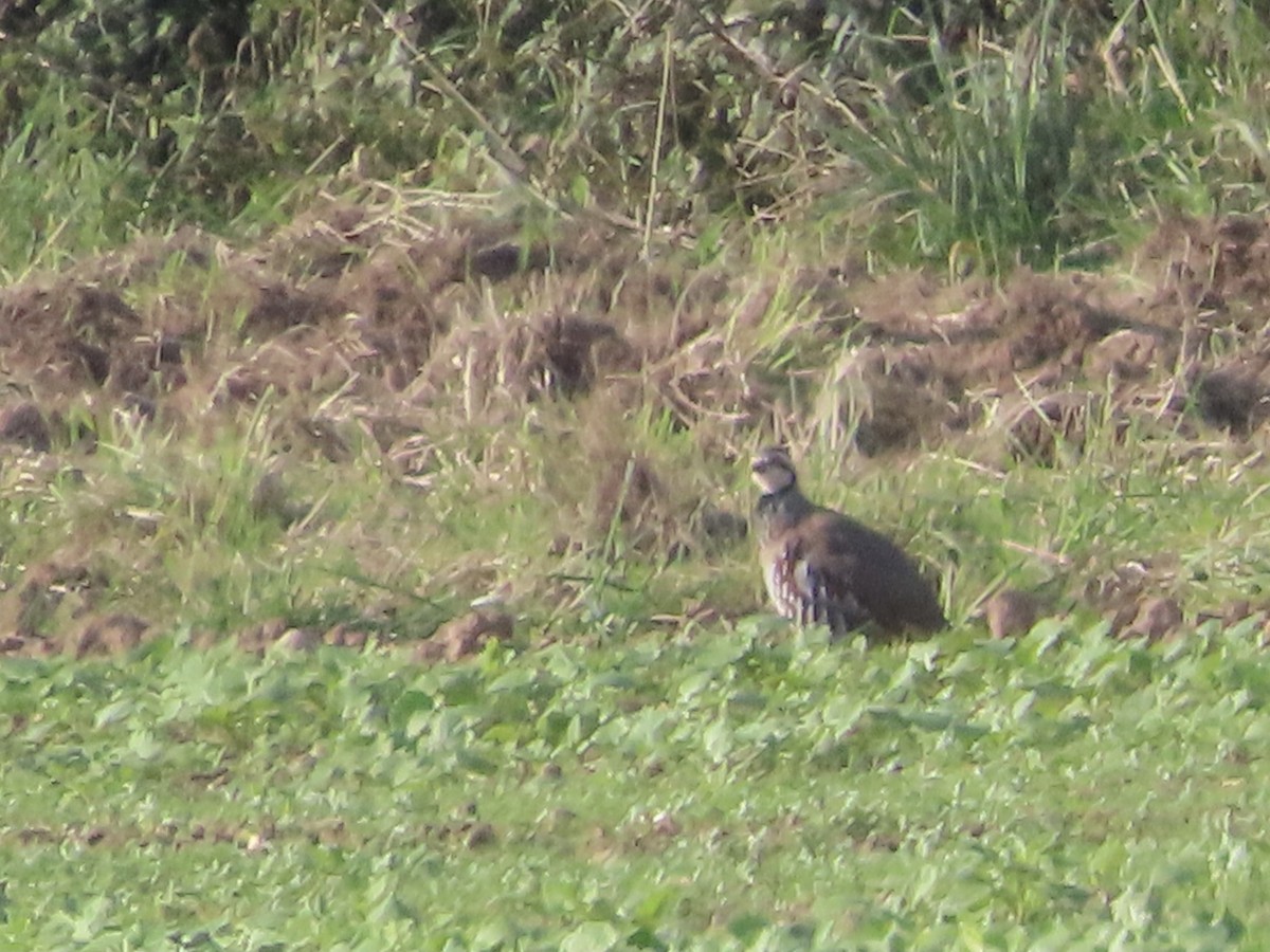 Red-legged Partridge - ML624554151