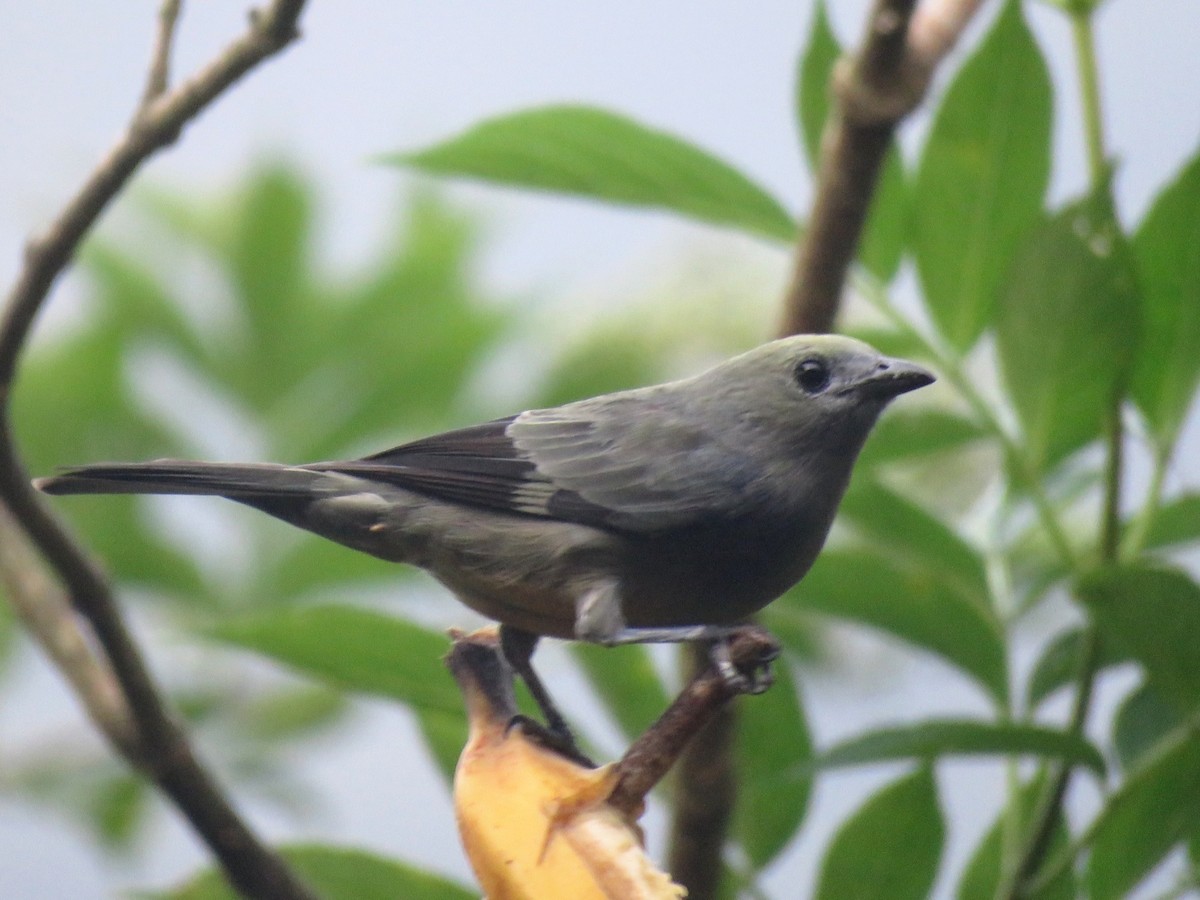 Palm Tanager - ML624554154