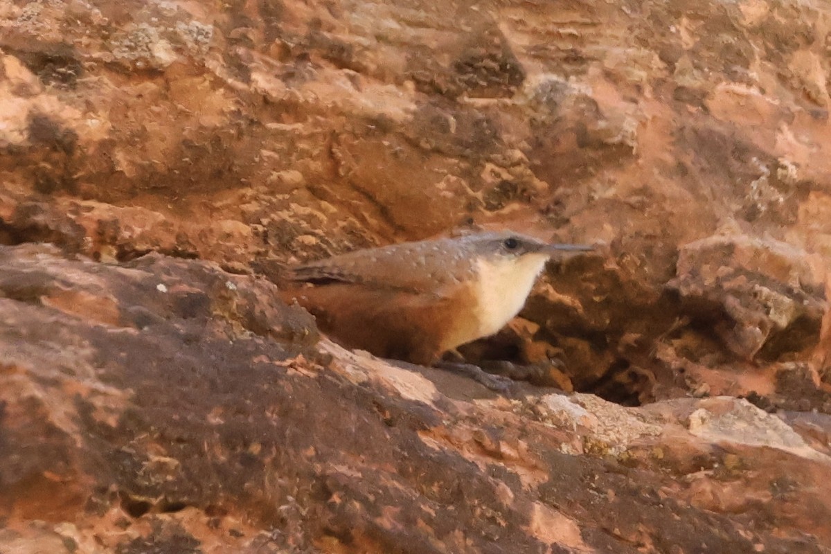 Canyon Wren - ML624554155