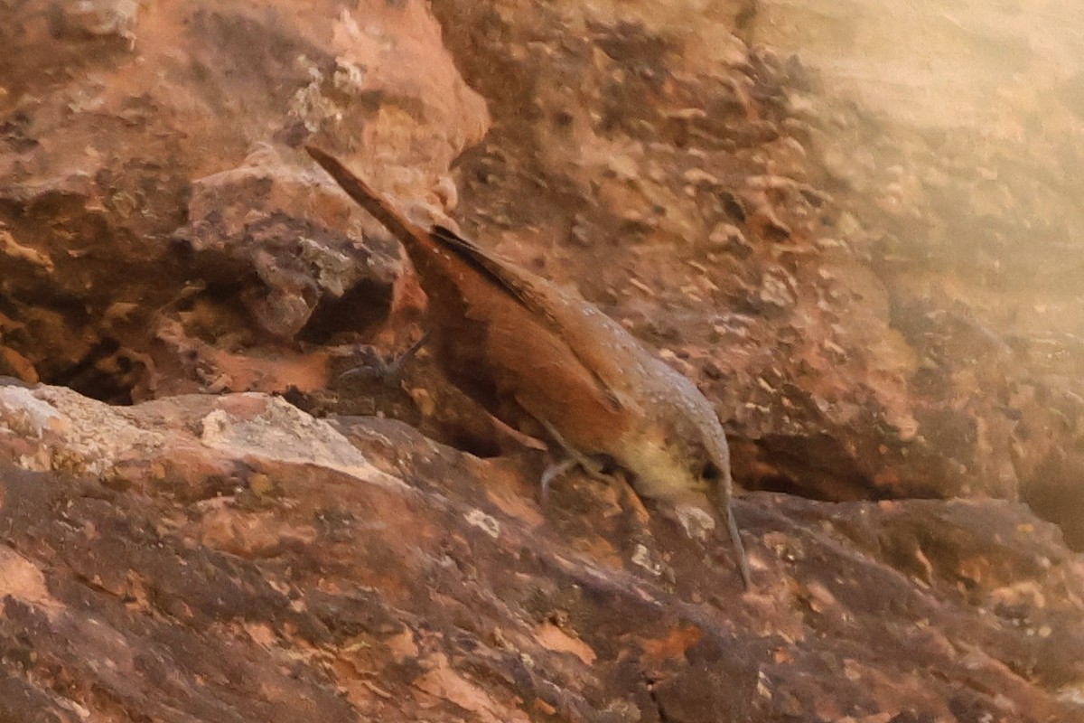 Canyon Wren - ML624554156