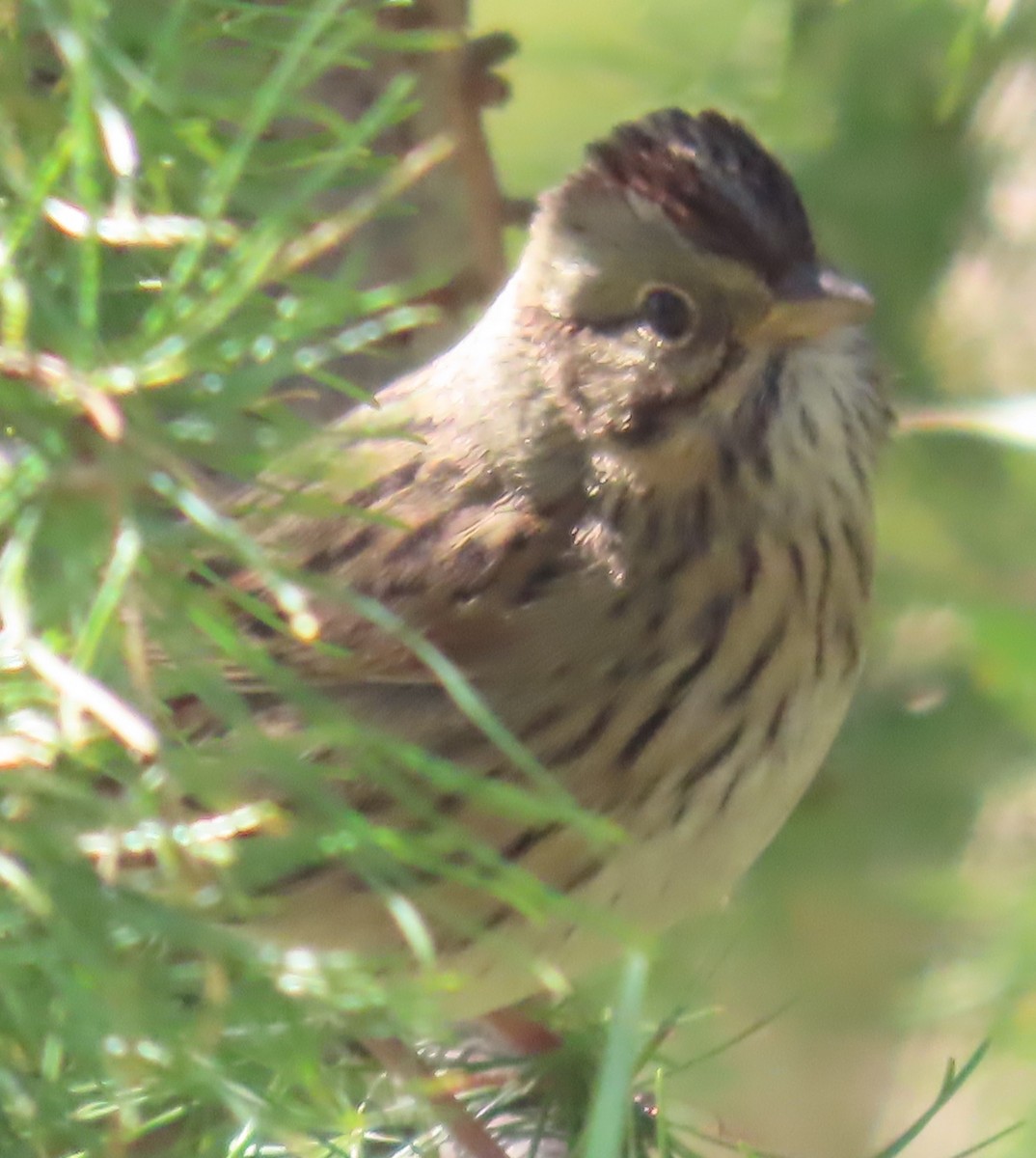 Lincoln's Sparrow - ML624554157