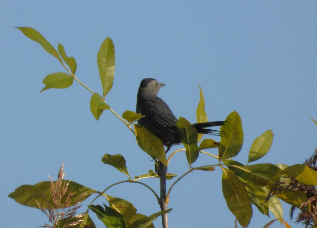 Gray Catbird - ML624554162