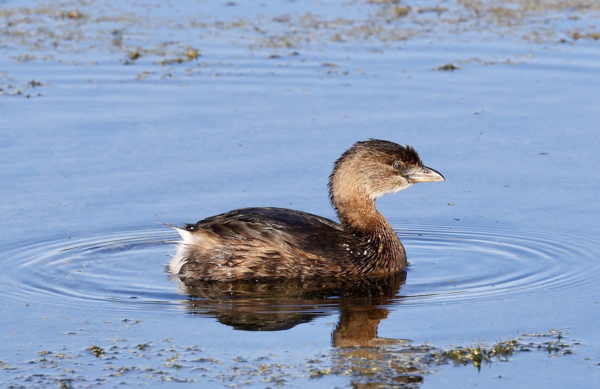 Pied-billed Grebe - ML624554194