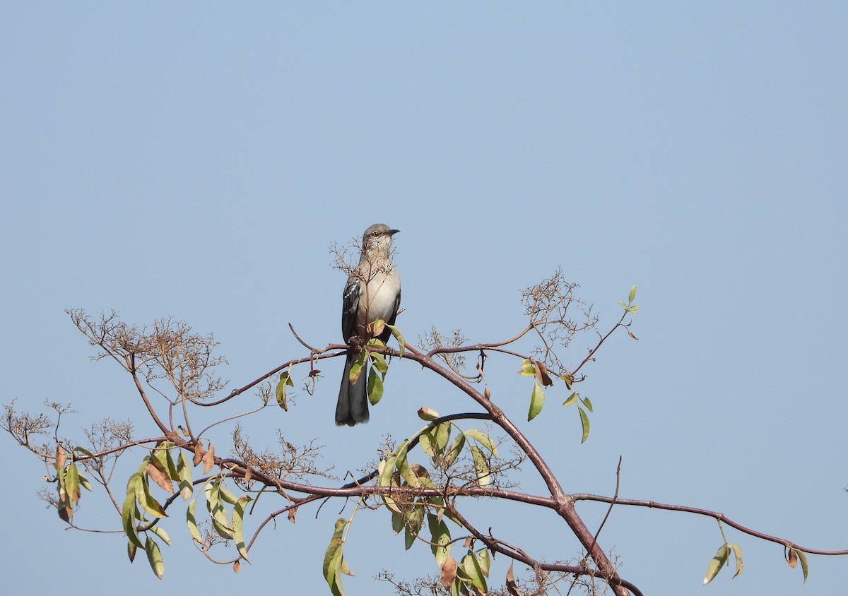 Northern Mockingbird - ML624554213