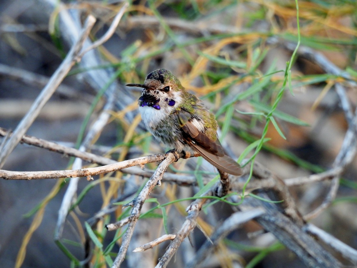 Costa's Hummingbird - ML624554214