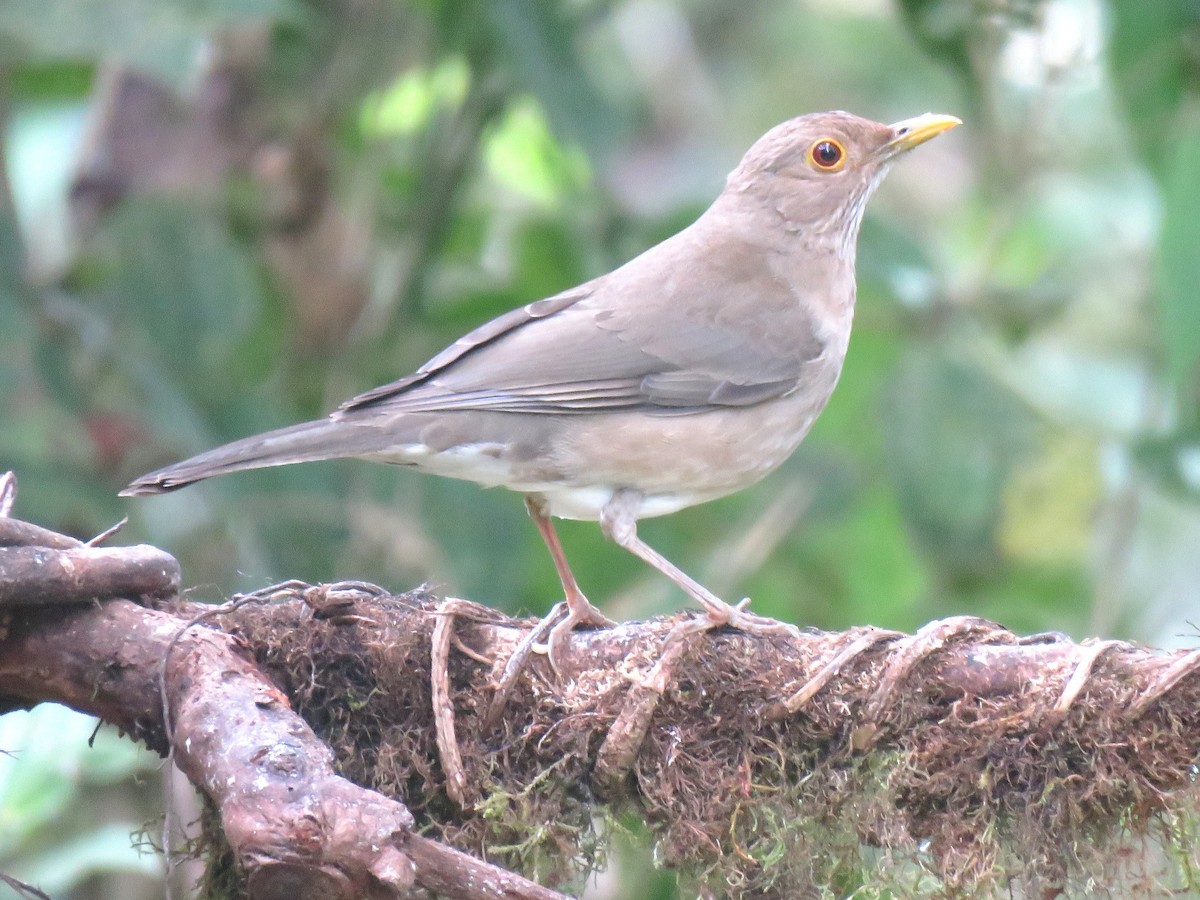 Ecuadorian Thrush - ML624554272