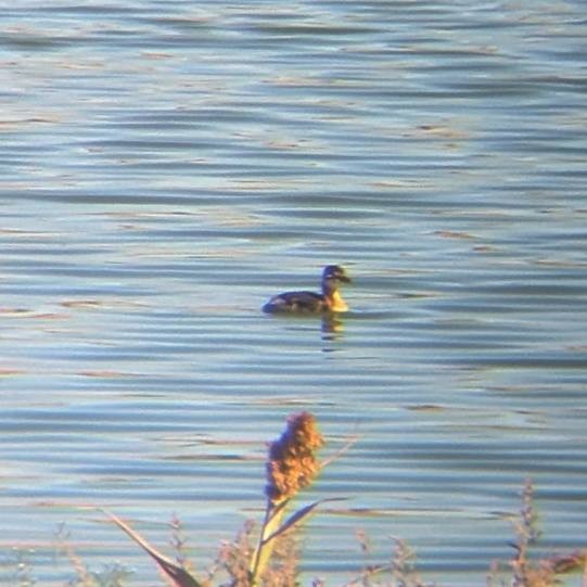 Red-necked Grebe - ML624554302