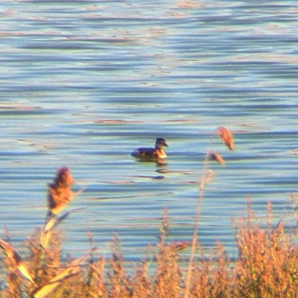 Red-necked Grebe - ML624554303