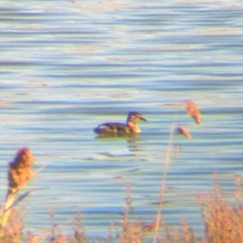 Red-necked Grebe - ML624554304