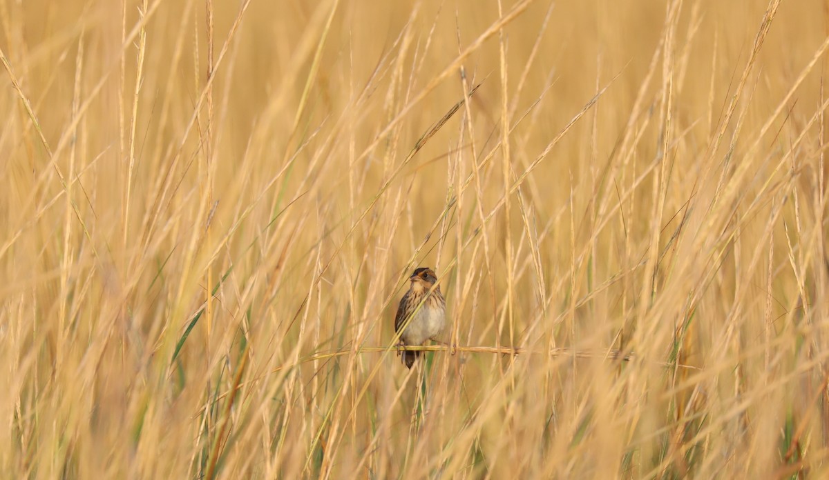 Saltmarsh Sparrow - ML624554305