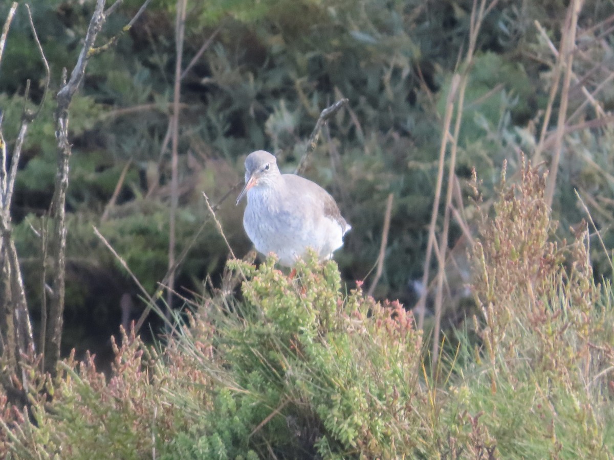 Common Redshank - ML624554309