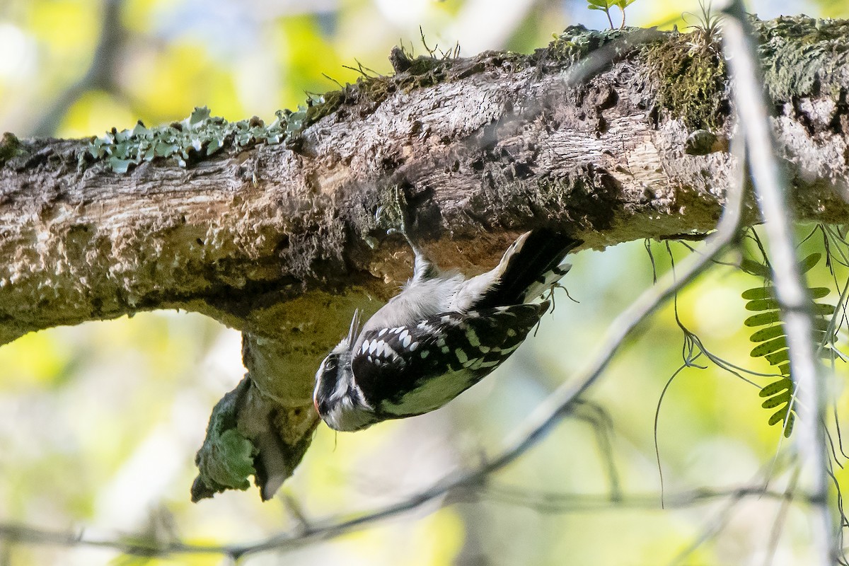 Downy Woodpecker - Kathy S. Prindle