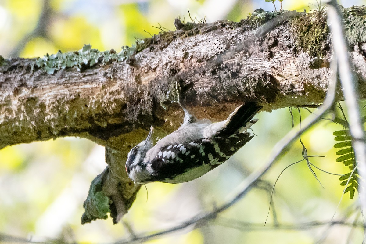 Downy Woodpecker - ML624554315