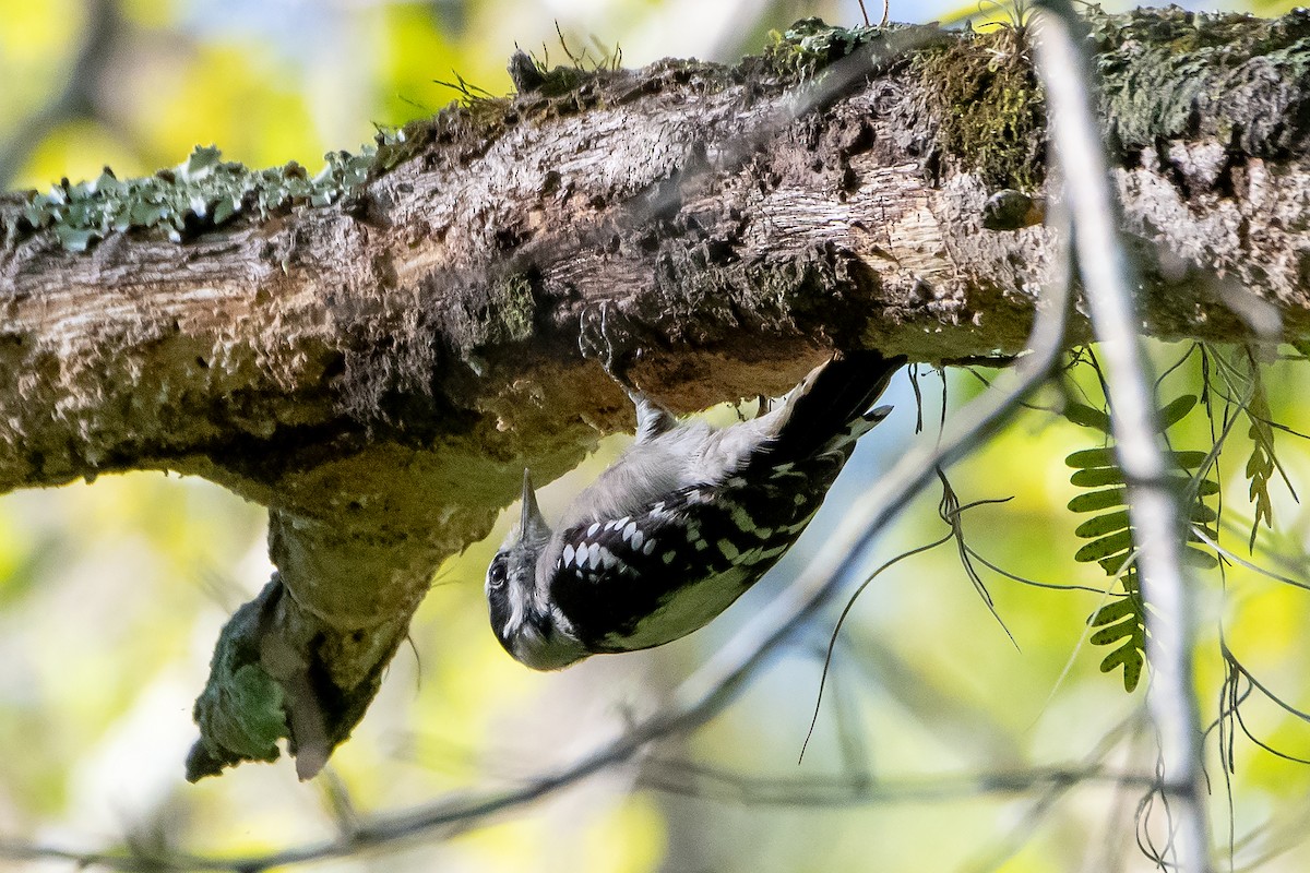 Downy Woodpecker - ML624554316