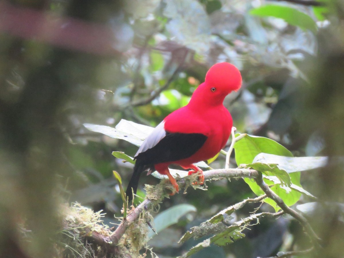 Andean Cock-of-the-rock - ML624554319