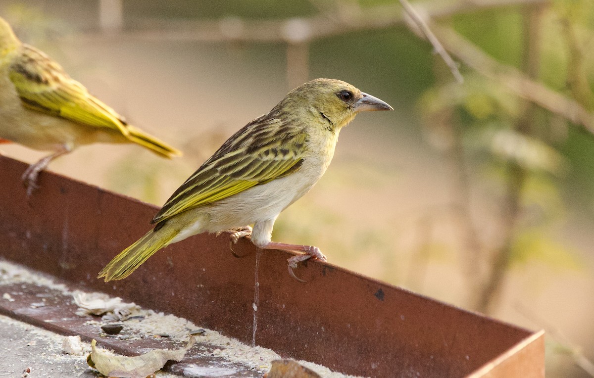 Southern Brown-throated Weaver - Anne Bielamowicz