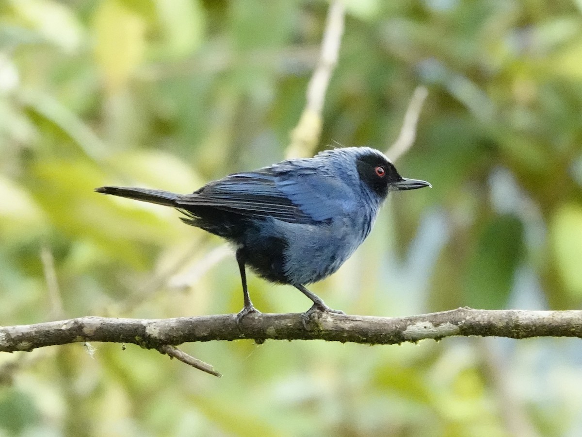 Masked Flowerpiercer - ML624554327