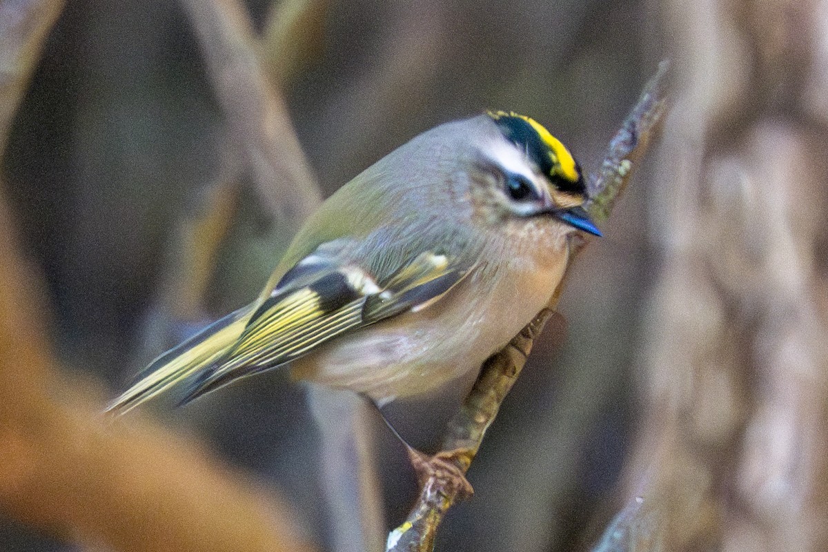 Golden-crowned Kinglet - ML624554335