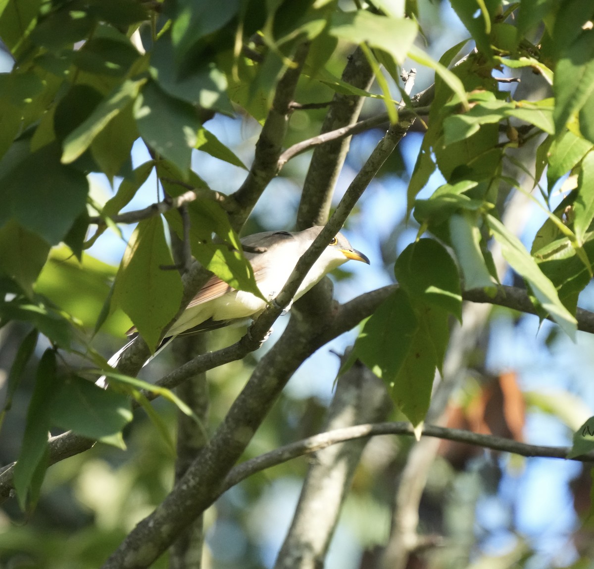 Yellow-billed Cuckoo - Todd DeVore