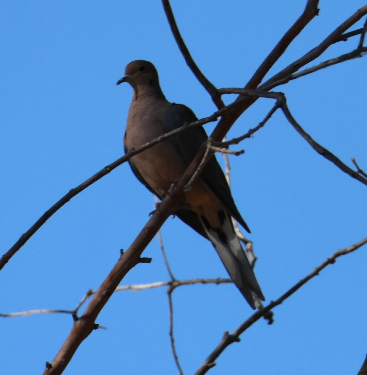 תורית אמריקנית - ML624554337