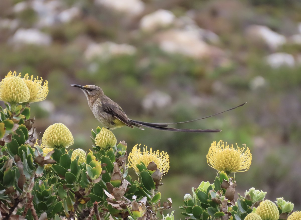 Cape Sugarbird - ML624554348