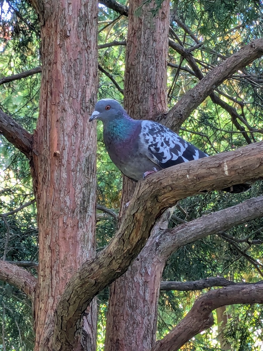 Rock Pigeon (Feral Pigeon) - ML624554362