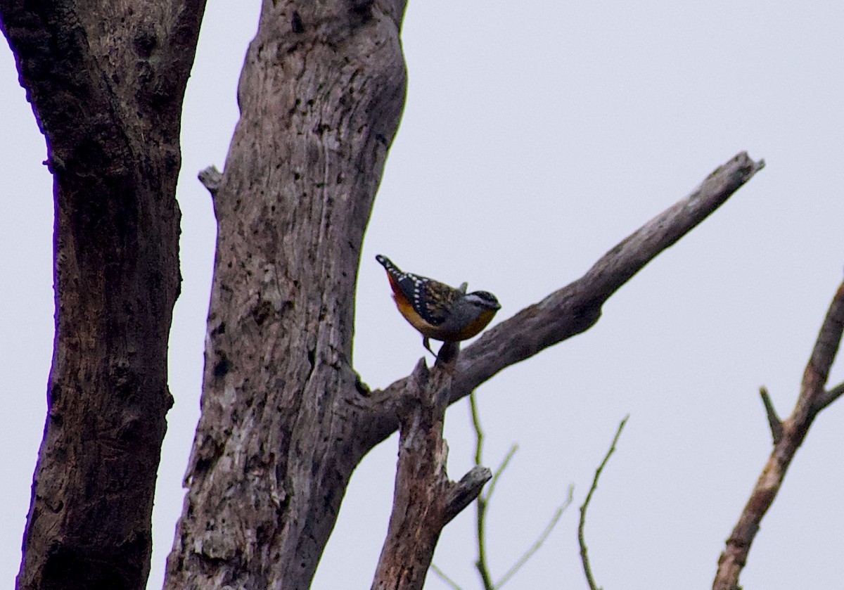 Pardalote Moteado - ML624554387