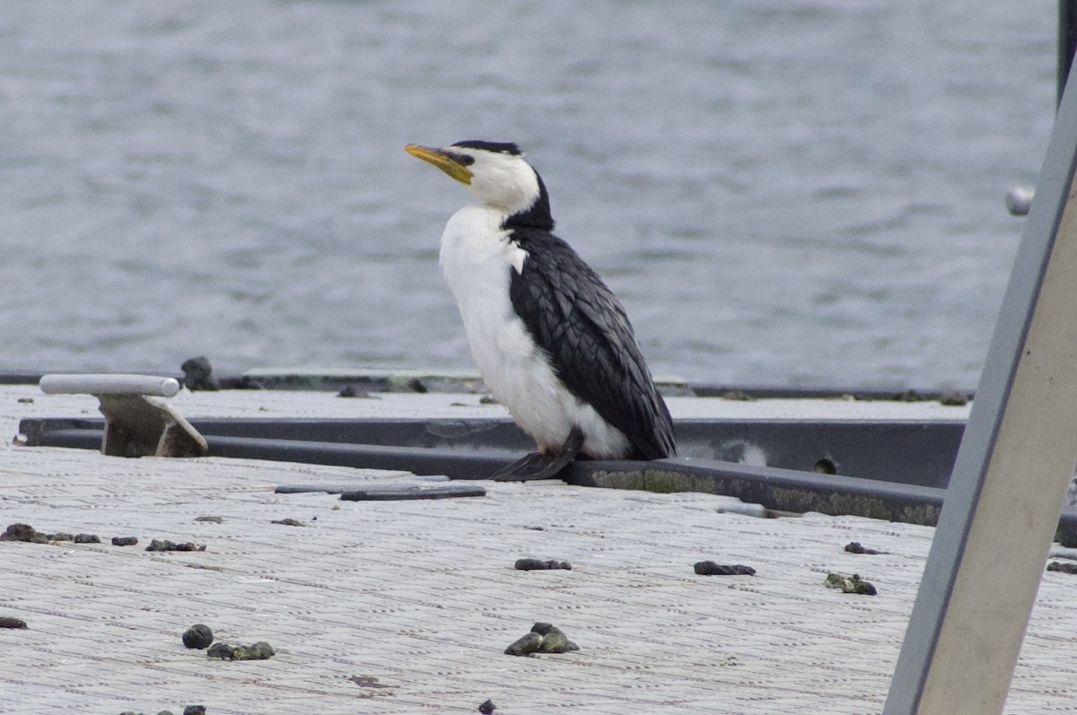 Cormorán Piquicorto - ML624554401