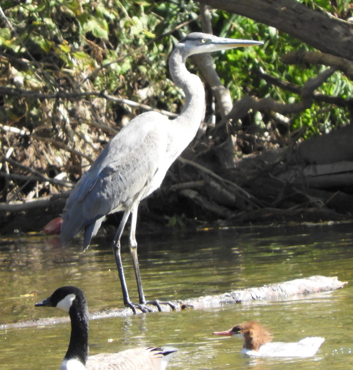 Garza Azulada - ML624554410