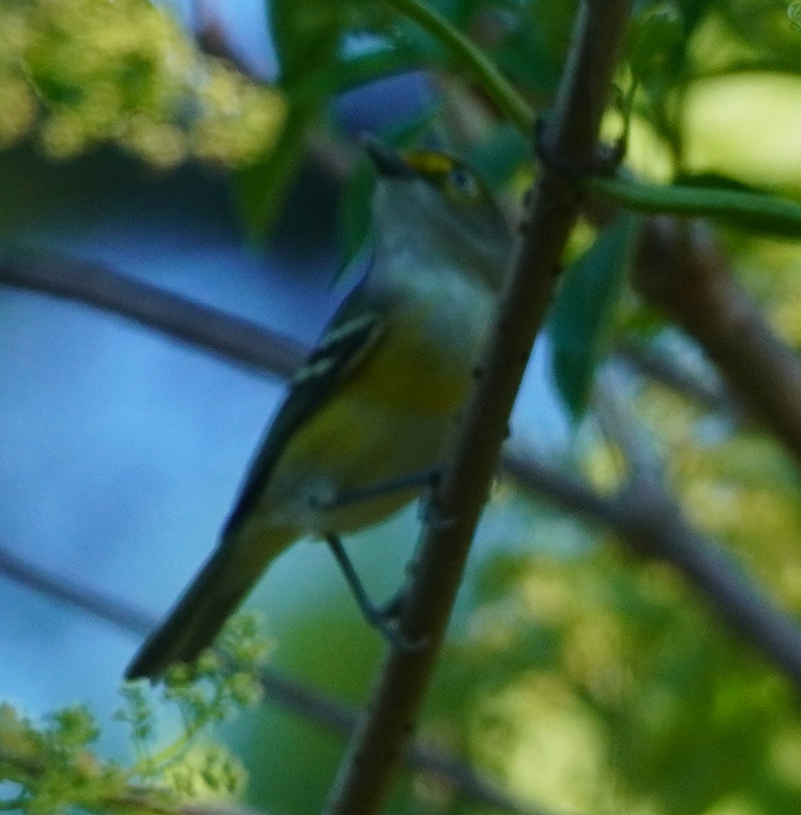 Vireo Ojiblanco - ML624554422